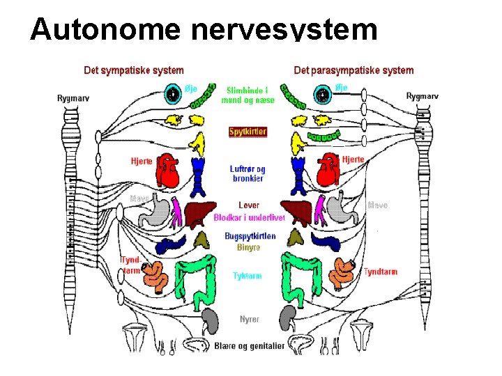 Autonome nervesystem 