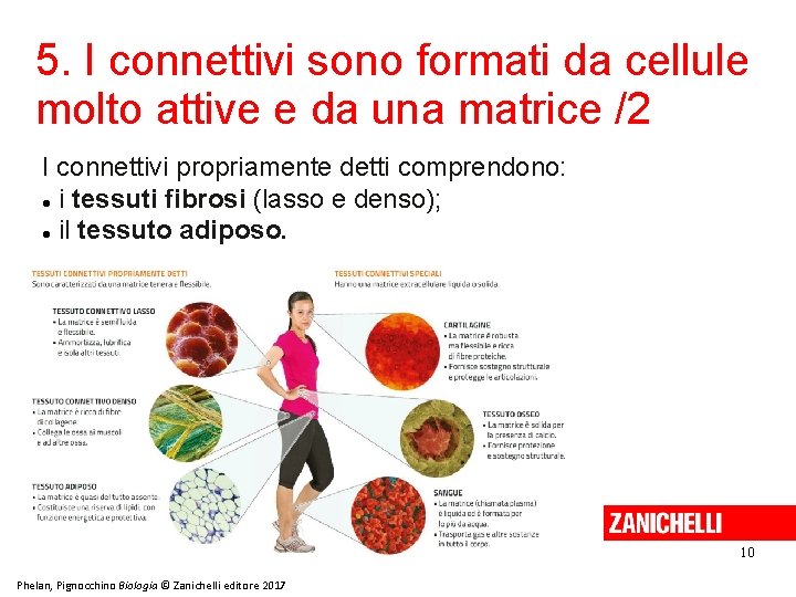 5. I connettivi sono formati da cellule molto attive e da una matrice /2