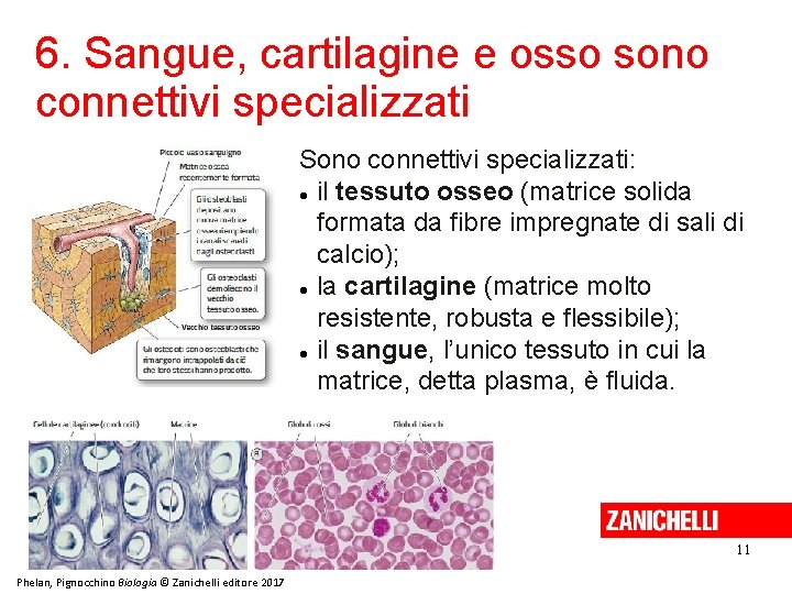 6. Sangue, cartilagine e osso sono connettivi specializzati Sono connettivi specializzati: il tessuto osseo