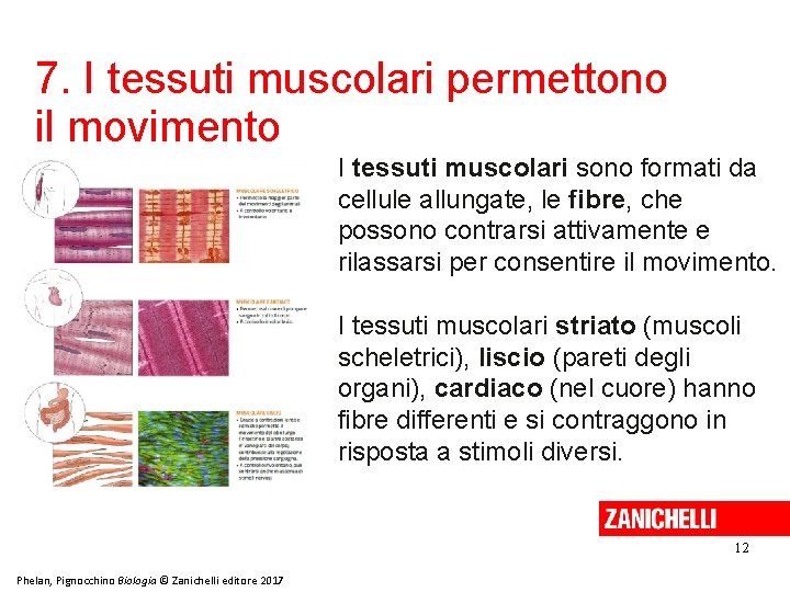 7. I tessuti muscolari permettono il movimento I tessuti muscolari sono formati da cellule
