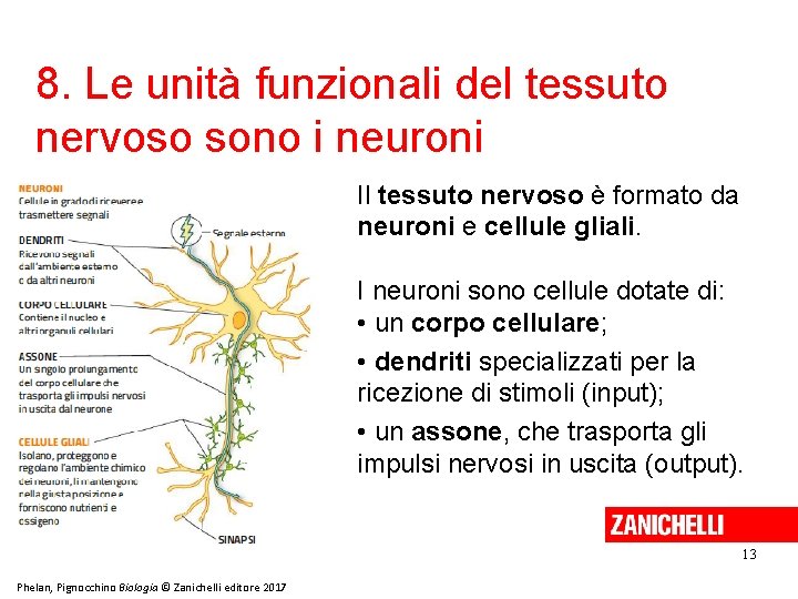 8. Le unità funzionali del tessuto nervoso sono i neuroni Il tessuto nervoso è