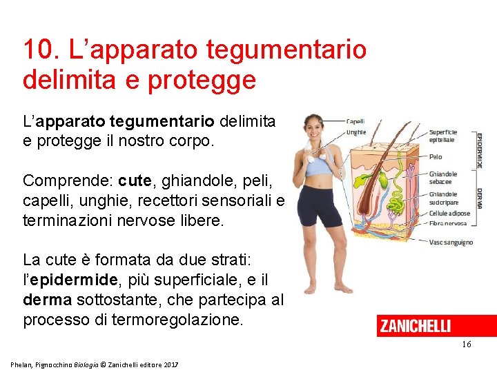 10. L’apparato tegumentario delimita e protegge il nostro corpo. Comprende: cute, ghiandole, peli, capelli,