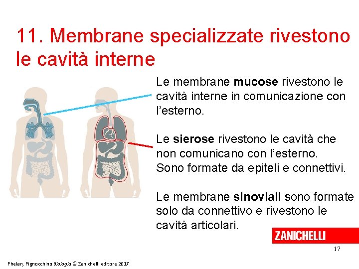 11. Membrane specializzate rivestono le cavità interne Le membrane mucose rivestono le cavità interne