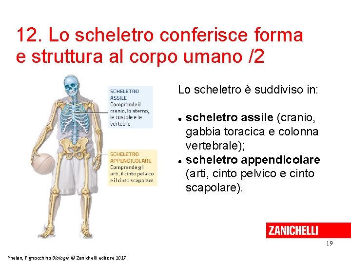 12. Lo scheletro conferisce forma e struttura al corpo umano /2 Lo scheletro è