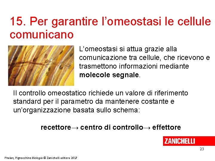 15. Per garantire l’omeostasi le cellule comunicano L’omeostasi si attua grazie alla comunicazione tra