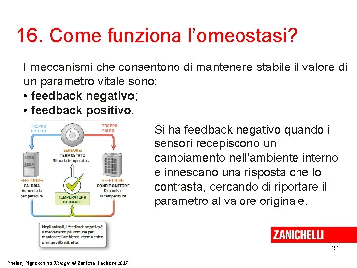 16. Come funziona l’omeostasi? I meccanismi che consentono di mantenere stabile il valore di