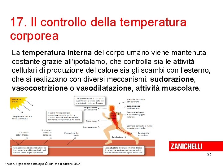 17. Il controllo della temperatura corporea La temperatura interna del corpo umano viene mantenuta