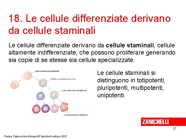 18. Le cellule differenziate derivano da cellule staminali, cellule altamente indifferenziate, che possono proliferare