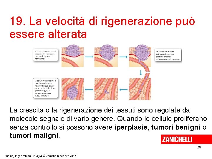 19. La velocità di rigenerazione può essere alterata La crescita o la rigenerazione dei