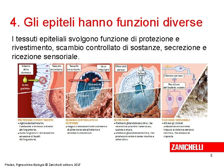 4. Gli epiteli hanno funzioni diverse I tessuti epiteliali svolgono funzione di protezione e