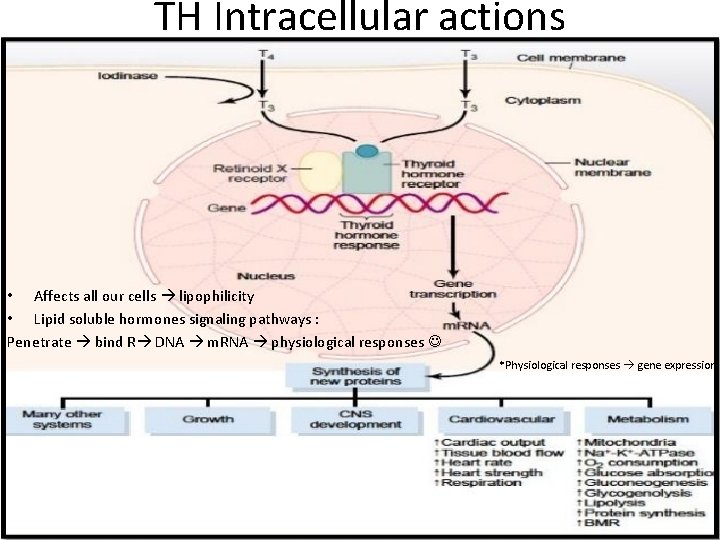 TH Intracellular actions • Affects all our cells lipophilicity • Lipid soluble hormones signaling