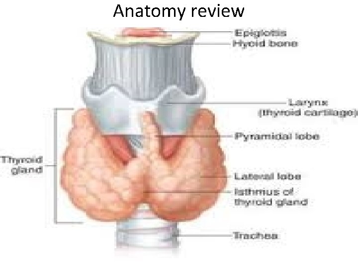 Anatomy review 