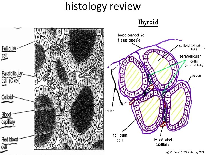 histology review histology review