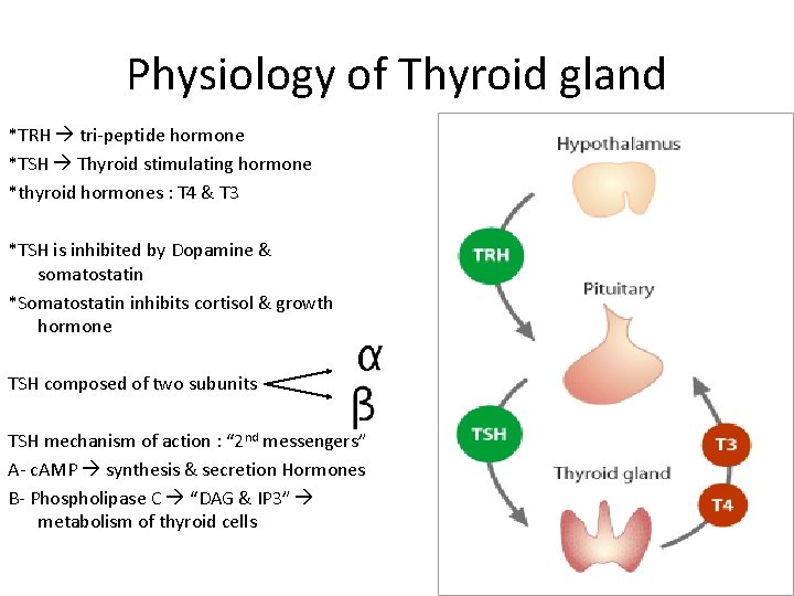 Physiology of Thyroid gland *TRH tri-peptide hormone *TSH Thyroid stimulating hormone *thyroid hormones :