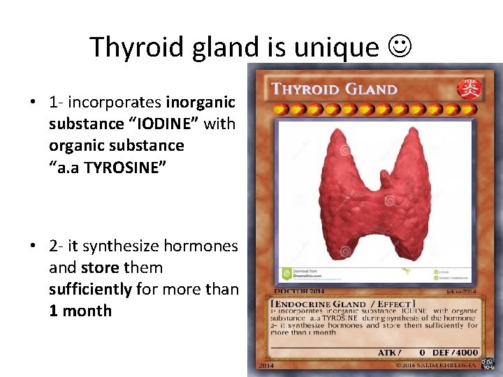 Thyroid gland is unique • 1 - incorporates inorganic substance “IODINE” with organic substance