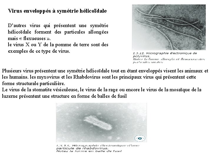 Virus enveloppés à symétrie hélicoïdale D’autres virus qui présentent une symétrie hélicoïdale forment des