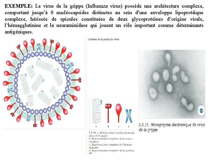 EXEMPLE: Le virus de la grippe (Influenza virus) possède une architecture complexe, comportant jusqu’à