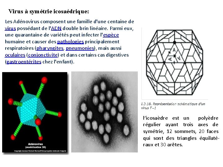 Virus à symétrie icosaédrique: Les Adénovirus composent une famille d'une centaine de virus possédant