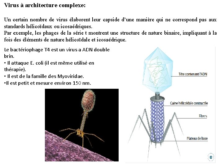 Virus à architecture complexe: Un certain nombre de virus élaborent leur capside d’une manière