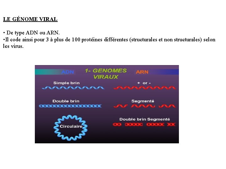 LE GÉNOME VIRAL • De type ADN ou ARN. • Il code ainsi pour