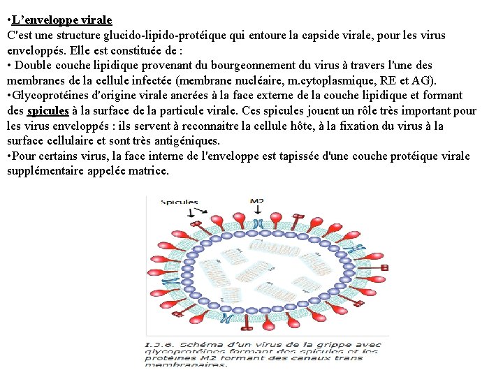  • L’enveloppe virale C'est une structure glucido-lipido-protéique qui entoure la capside virale, pour
