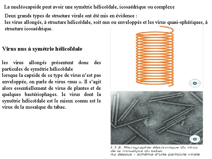La nucléocapside peut avoir une symétrie hélicoïdale, icosaédrique ou complexe Deux grands types de