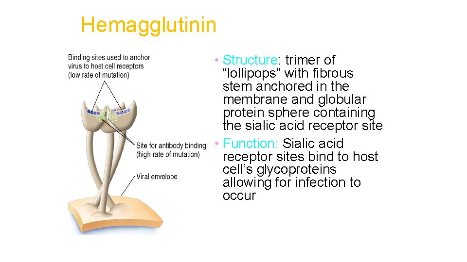 Hemagglutinin • Structure: trimer of “lollipops” with fibrous stem anchored in the membrane and