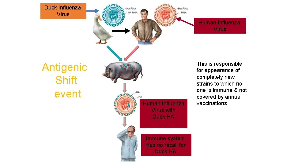 Duck Influenza Virus Human Influenza Virus Antigenic Shift event Human Influenza Virus with Duck