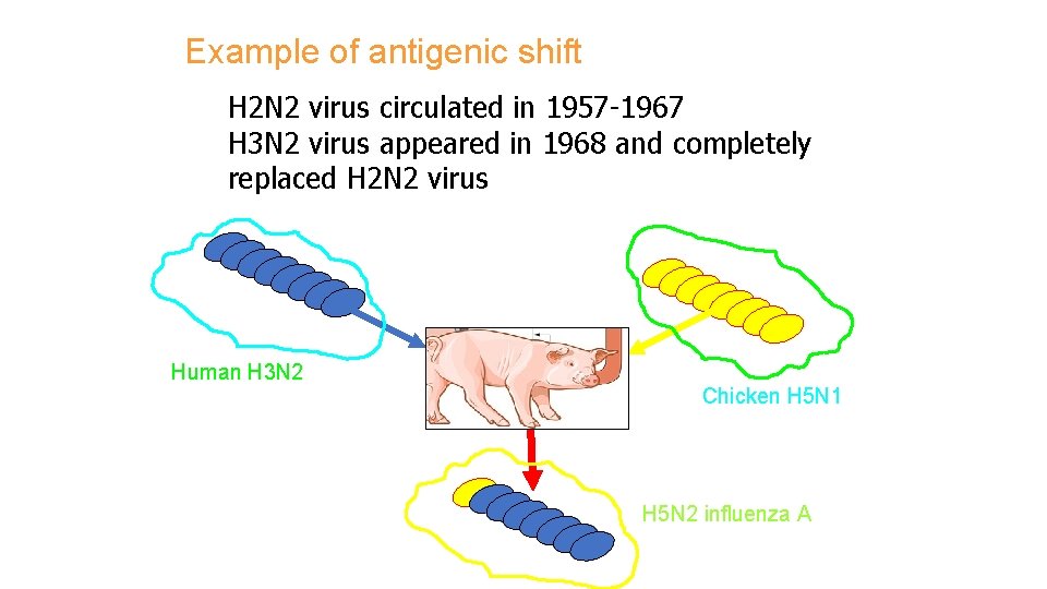 Example of antigenic shift H 2 N 2 virus circulated in 1957 -1967 H