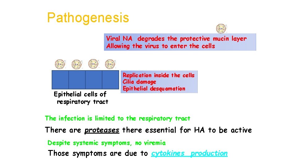 Pathogenesis Viral NA degrades the protective mucin layer Allowing the virus to enter the