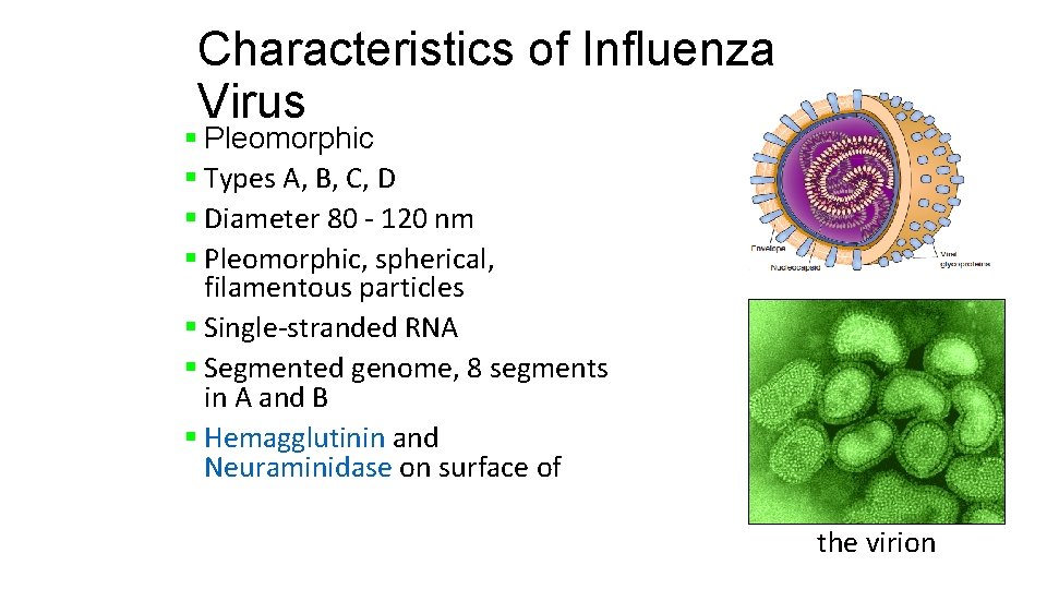 Characteristics of Influenza Virus § Pleomorphic § Types A, B, C, D § Diameter
