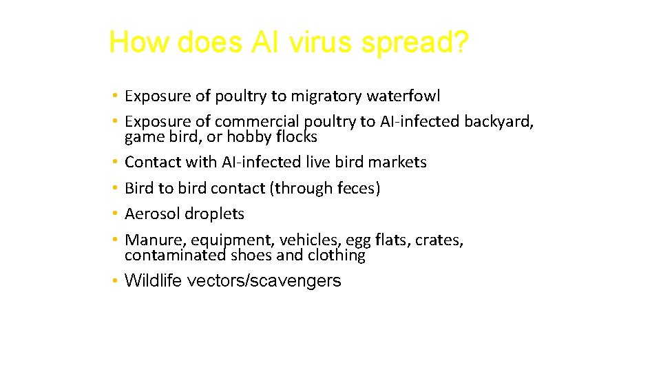How does AI virus spread? • Exposure of poultry to migratory waterfowl • Exposure