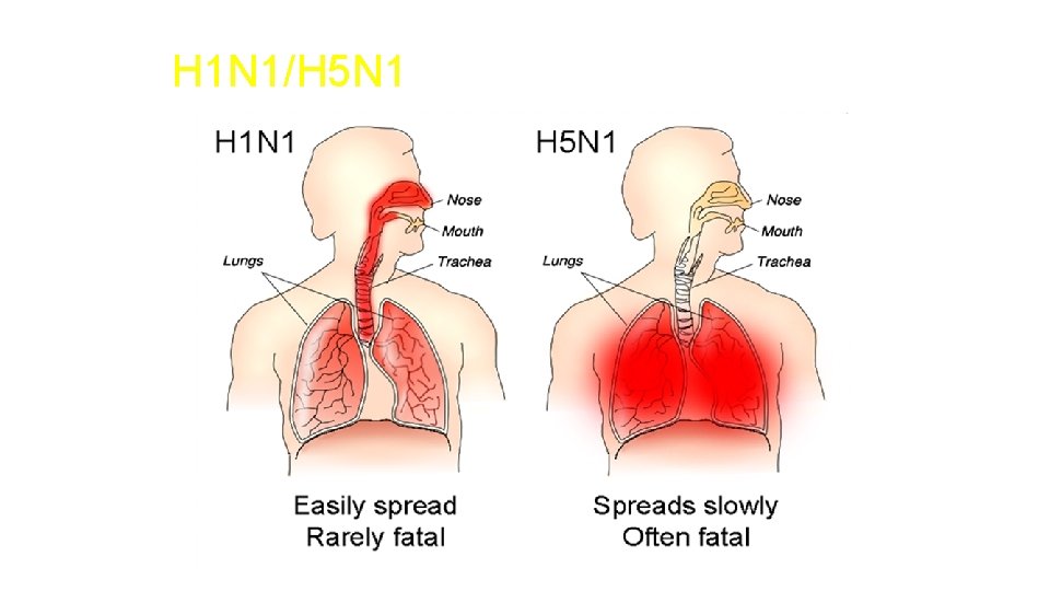 H 1 N 1/H 5 N 1 