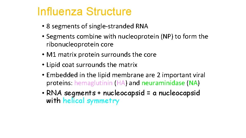 Influenza Structure • 8 segments of single-stranded RNA • Segments combine with nucleoprotein (NP)