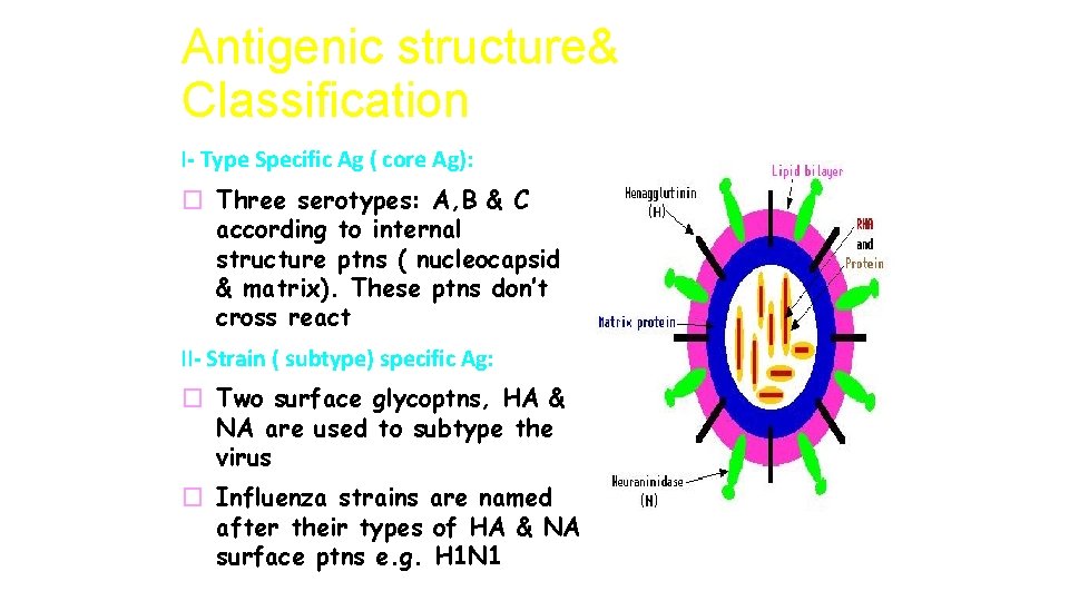 Antigenic structure& Classification I- Type Specific Ag ( core Ag): � Three serotypes: A,