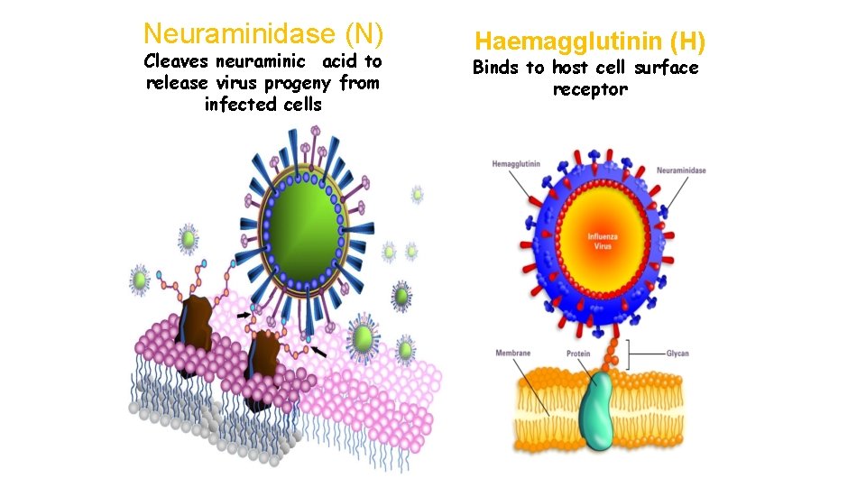 Neuraminidase (N) Cleaves neuraminic acid to release virus progeny from infected cells Haemagglutinin (H)