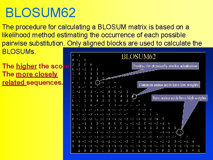 BLOSUM 62 The procedure for calculating a BLOSUM matrix is based on a likelihood