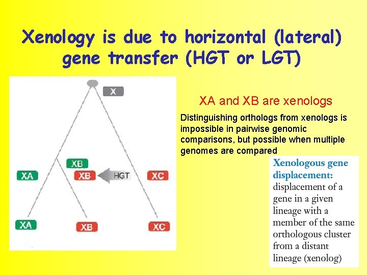 Xenology is due to horizontal (lateral) gene transfer (HGT or LGT) XA and XB