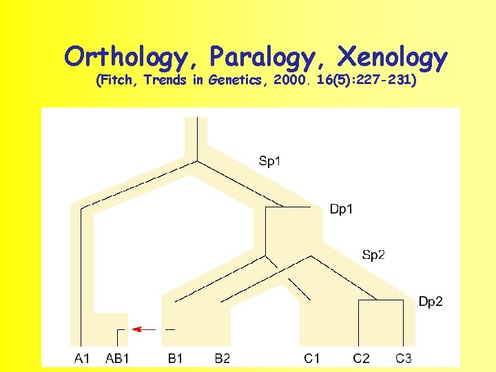 Orthology, Paralogy, Xenology (Fitch, Trends in Genetics, 2000. 16(5): 227 -231) 15 