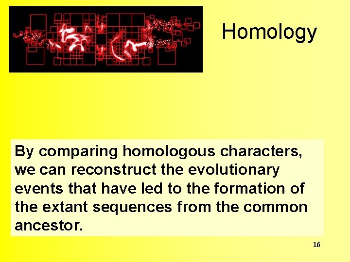Homology By comparing homologous characters, we can reconstruct the evolutionary events that have led