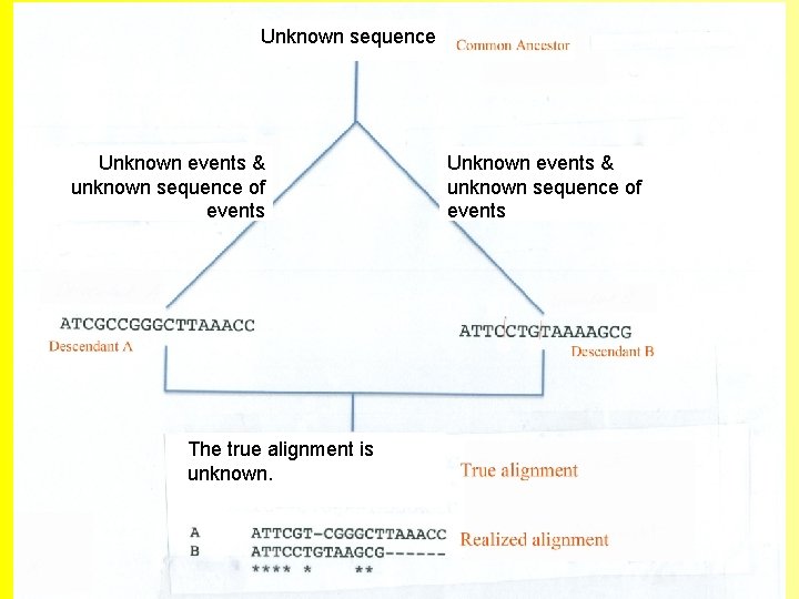 Unknown sequence Unknown events & unknown sequence of events The true alignment is unknown.