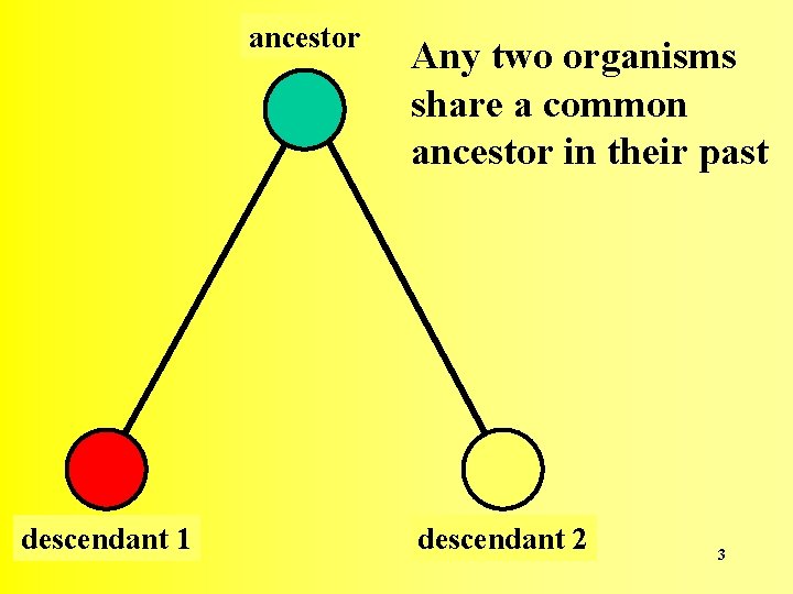ancestor descendant 1 Any two organisms share a common ancestor in their past descendant