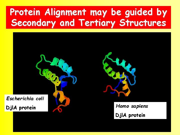 Protein Alignment may be guided by Secondary and Tertiary Structures Escherichia coli Djl. A
