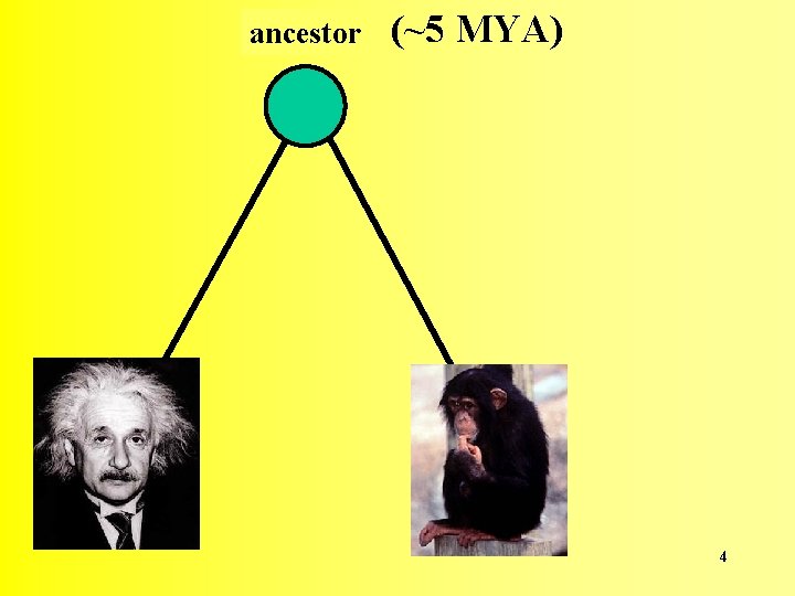 ancestor (~5 MYA) 4 