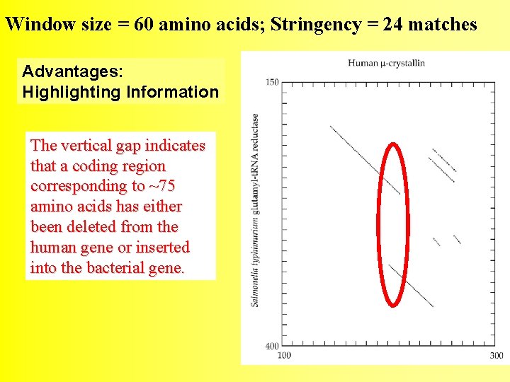 Window size = 60 amino acids; Stringency = 24 matches Advantages: Highlighting Information The