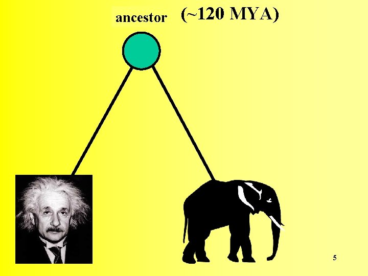 ancestor (~120 MYA) 5 