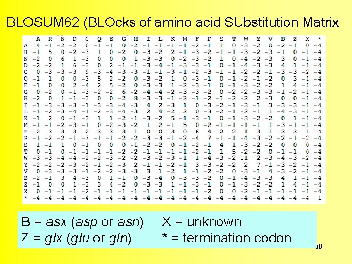 BLOSUM 62 (BLOcks of amino acid SUbstitution Matrix B = asx (asp or asn)
