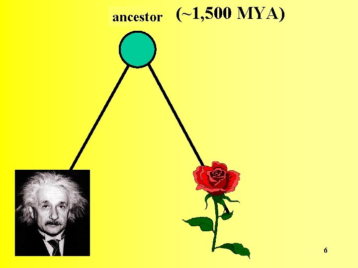 ancestor (~1, 500 MYA) 6 