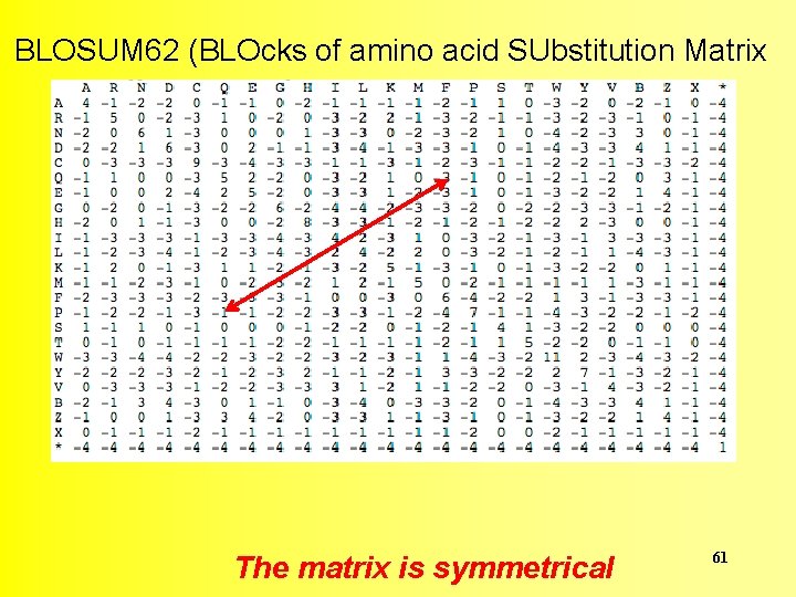 BLOSUM 62 (BLOcks of amino acid SUbstitution Matrix The matrix is symmetrical 61 