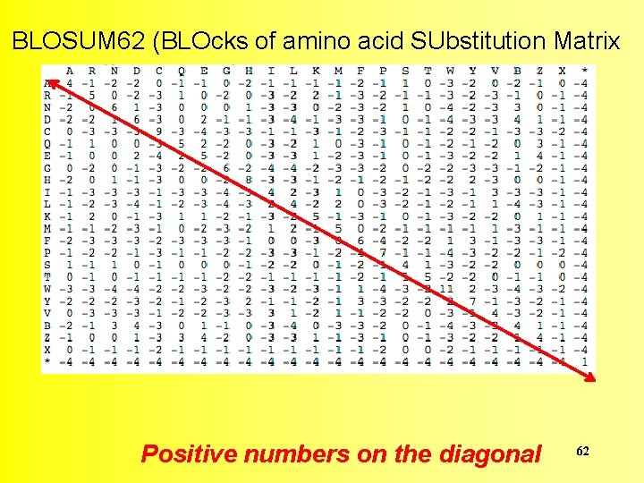 BLOSUM 62 (BLOcks of amino acid SUbstitution Matrix Positive numbers on the diagonal 62